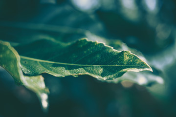 Green Leaf Texture; nature background