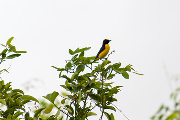 bird on a branch