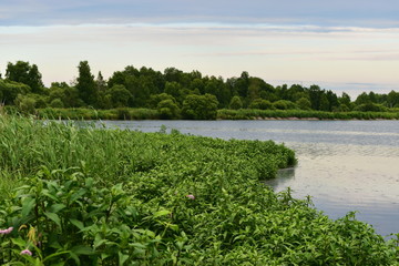 lake in the forest