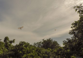 geese flying in the sky
