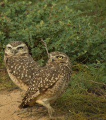 great horned owl