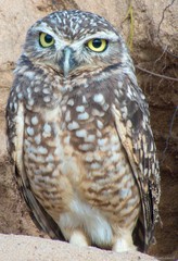 great horned owl