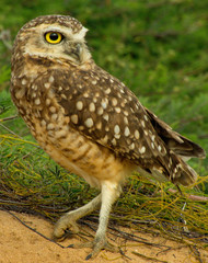 great horned owl