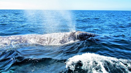 Whales off Baja, Mexico