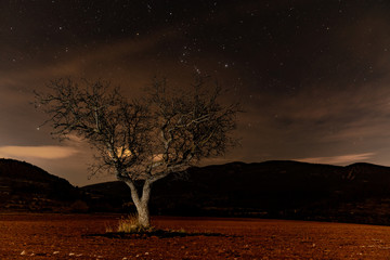 dark and lonely tree with stars background