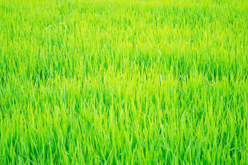 The texture of green grass.