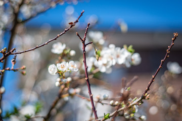 branch of a tree in spring