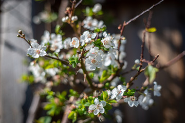 flowers in spring