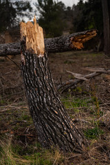 tree trunk broken in half with splinters