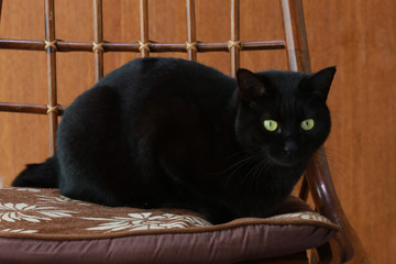 黒猫
