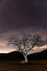Fototapeta na wymiar lonely tree on starry night