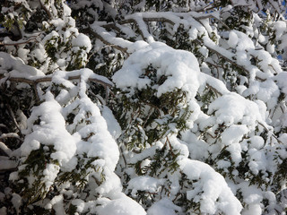 snow covered fir trees