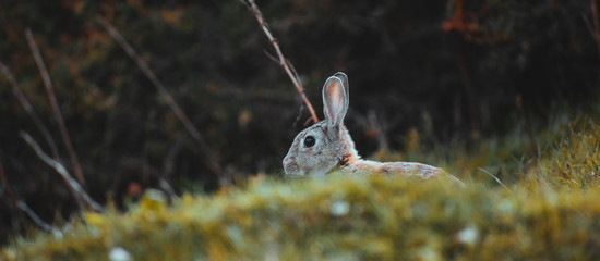 rabbit in the grass