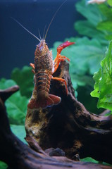 red crayfish