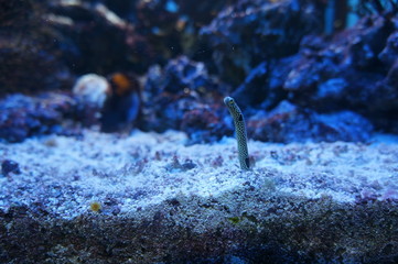 coral reef with fish