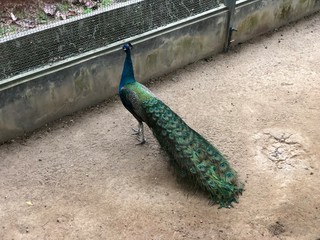 Obraz premium peacock