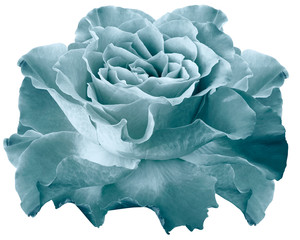 Rose turquoise flower on white isolated background with clipping path. Closeup.  For design. Nature.