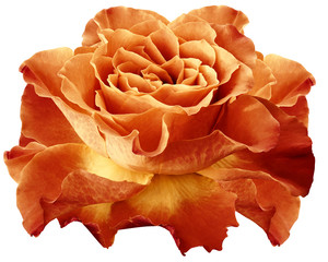 Rose yellow-orange flower on white isolated background with clipping path. Closeup.  For design. Nature.