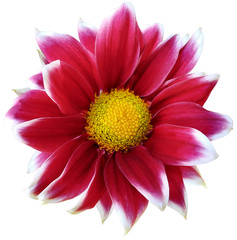 Daisy red. Flower on  isolated  white background with clipping path without shadows. Close-up. For design. Nature.