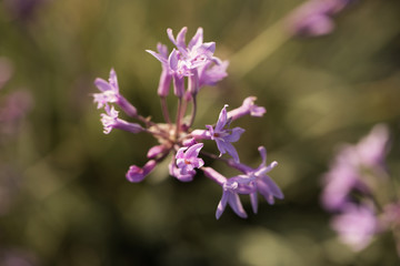 macro photo of purple flowers