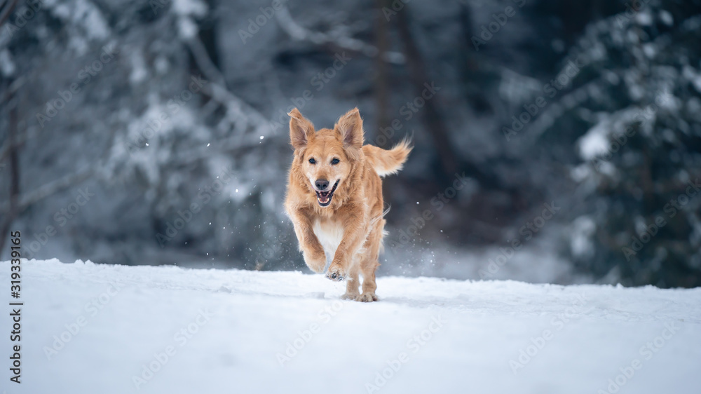 Wall mural Dog running in the snow