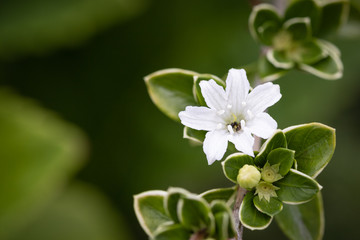 Obraz premium White flower