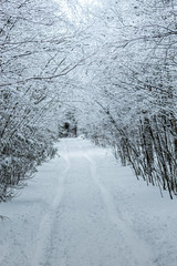 road in winter forest