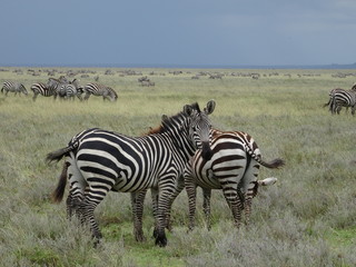Fototapeta na wymiar Zebra pair looking front and back in foreground of herd on African Savannah