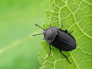 P1010010 Heterosilpha ramosa, Garden Carrion Beetle cEC 2019