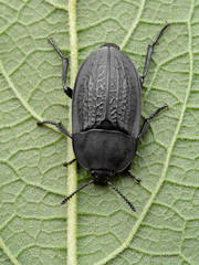 P1010008 Heterosilpha ramosa, Garden Carrion Beetle cEC 2019