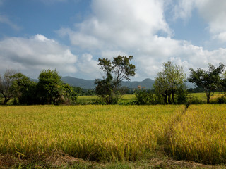 Fototapeta premium ミャンマー 農村部