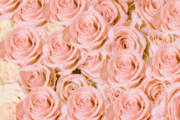 Background image of pink roses .Closeup image of beautiful flowers wall background for Valentine day