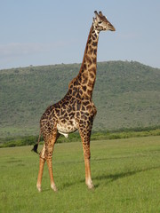 Giraffe in Africa standing side profile