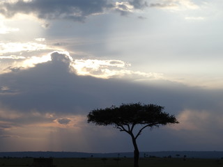 Fototapeta na wymiar African acacia tree on Savannah with sun breaking through clouds