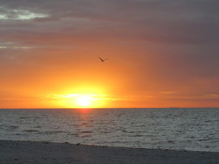 Sunset over ocean with seagull flying