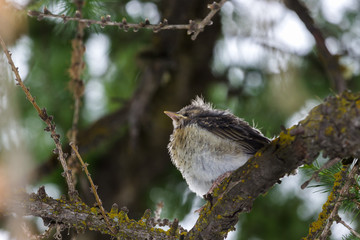 Mountain wildlife. Chick of throstle on a larch. Italian alps, Aosta valley, 1700 meters of altitude.