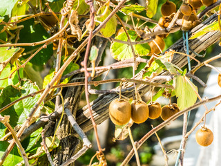 Hanging kiwi fruit in Praiano, Italy hillside, grown fresh by the locals who live there. 