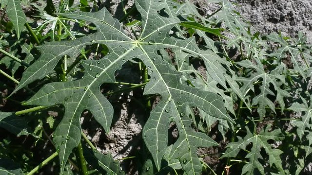 video of Cnidoscolus aconitifolius. This plant originates from Central America and is known as Chaya. In English, it is dubbed the tree spinach