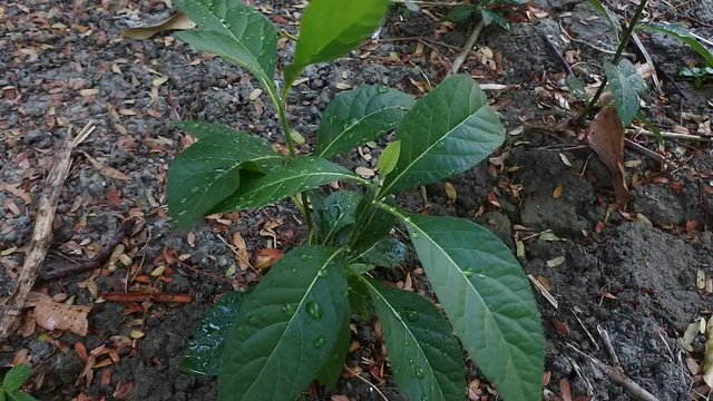 video of leaf insulin (Smallanthus sonchifolius)