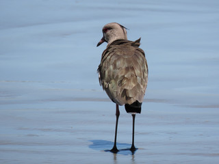 Wishing bird Vanellus chilensis in a place with water, clay and sand