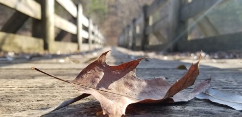 autumn leaves on a bridge
