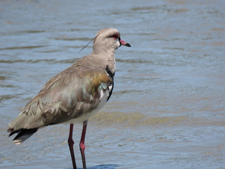 Wishing bird Vanellus chilensis in a place with water, clay and sand