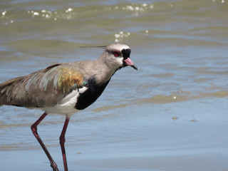 Wishing bird Vanellus chilensis in a place with water, clay and sand