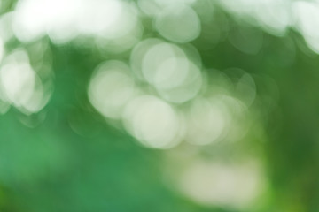 Obraz premium bokeh background, green leave blur background