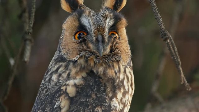 Long-eared owl portrait
