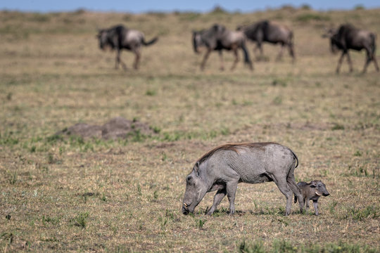 Mother warthog with a tiny baby by her side, and wildebeest in the background.  Image taken in the Masai Mara, Kenya.	