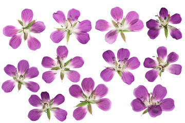 Fototapeta na wymiar Pressed and dried flowers geranium, isolated on white background. For use in scrapbooking, floristry or herbarium.