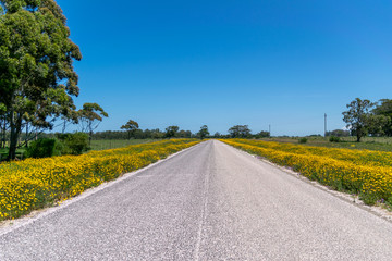 Naklejka premium empty road with between yellow flowers