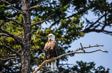 Bald Eagle