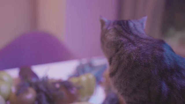 Domestic cat in kitchen at night. Stock footage. Close-up of home-made beautiful cat sniffing food on table at night. Cat sniffs vegetables for cooking